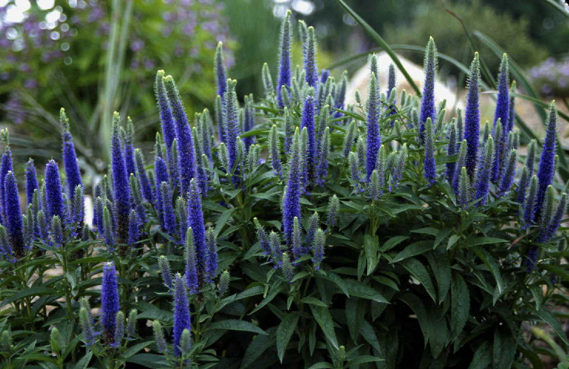 Veronica Blue blomst