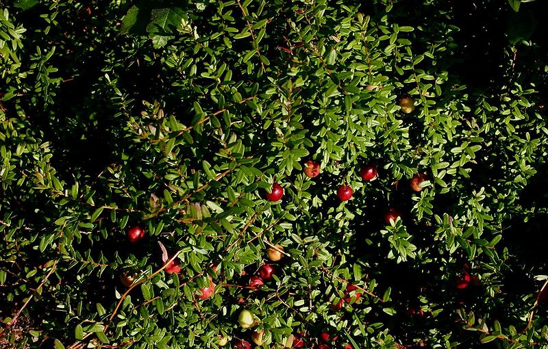 Storfrugtet Tranebær - Vaccinium macrocarpon