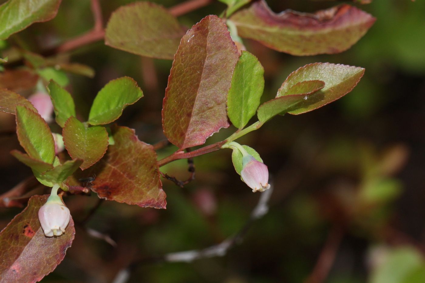 Blåbær - Vaccinium myrtillus - FRØ