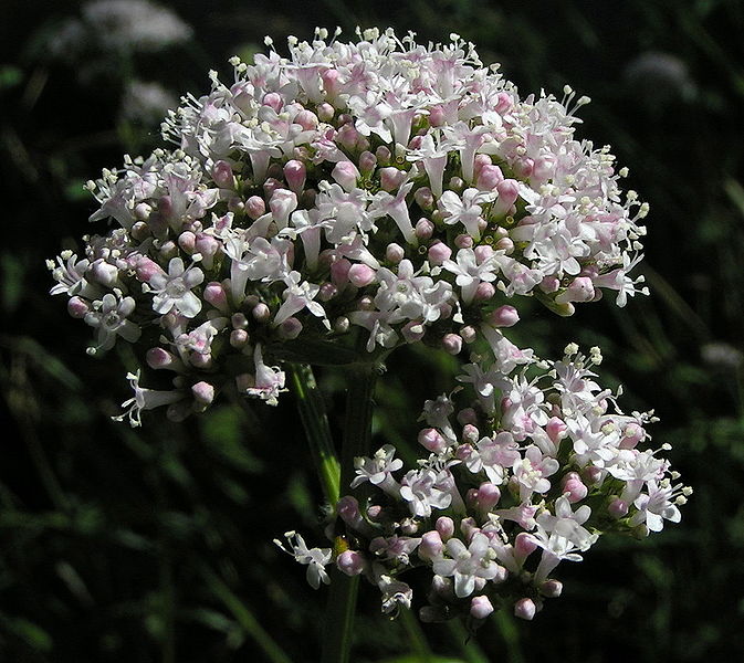 Læge-Baldrian - Valeriana officinalis