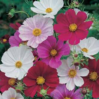 Stolt Kavaler Mix - Cosmos bipinnatus Tetra versailles mixed
