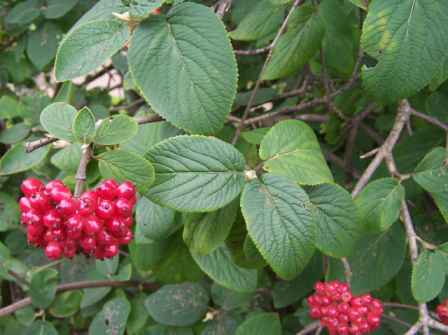 Pibe Kalkved - Virburnum lantana