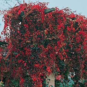 Vild Vin - Parthenocissus quinquefolia