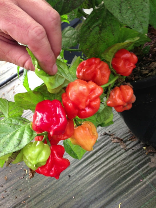 Vicente's Sweet Habanero - C. chinense.