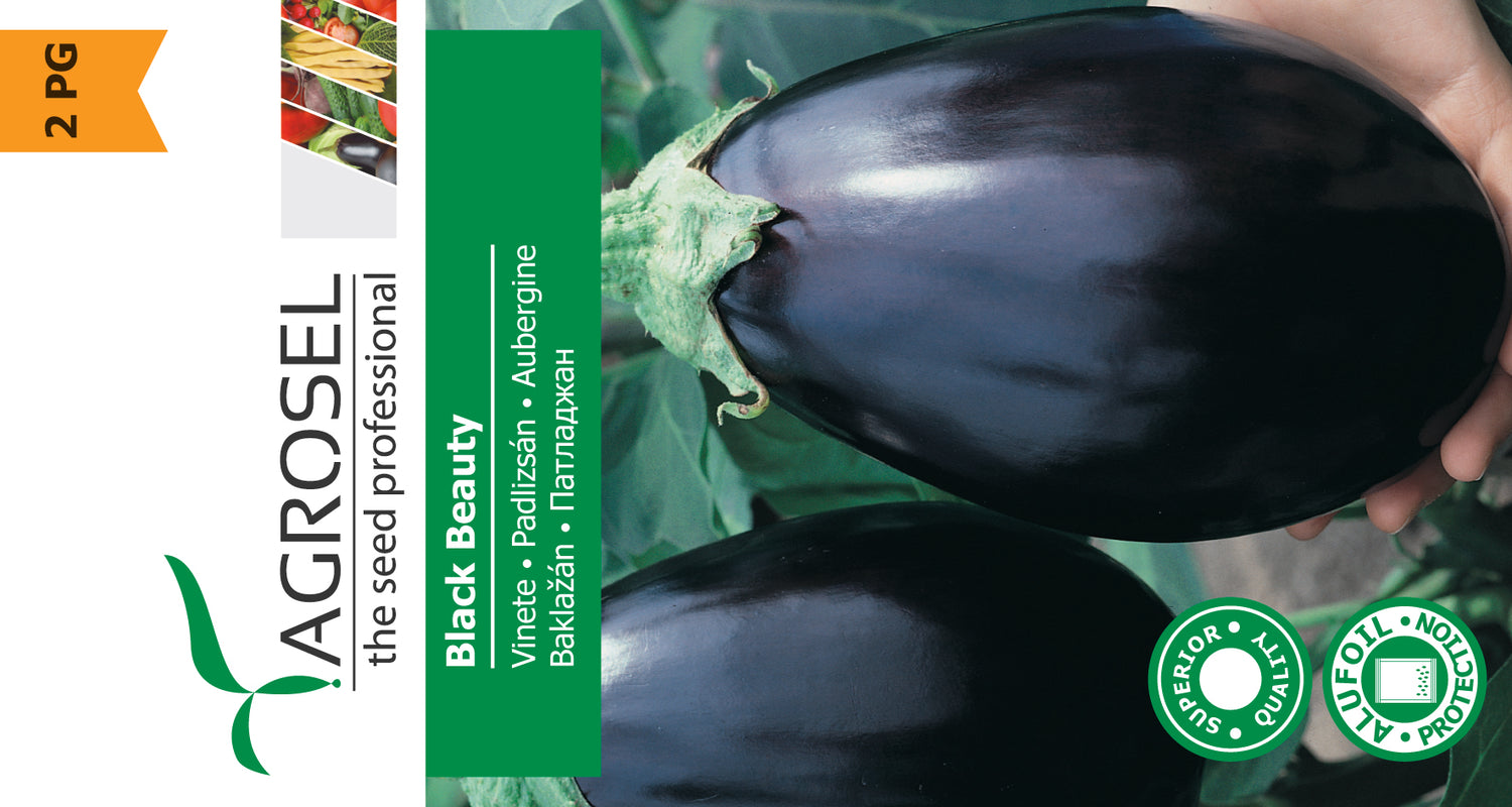 Aubergine - Black Beauty