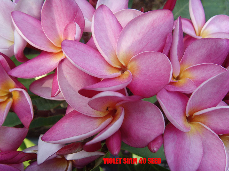 Plumeria -  Violet Siam