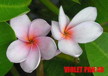Plumeria -  Violet Pan