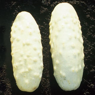 Agurk - White Wonder