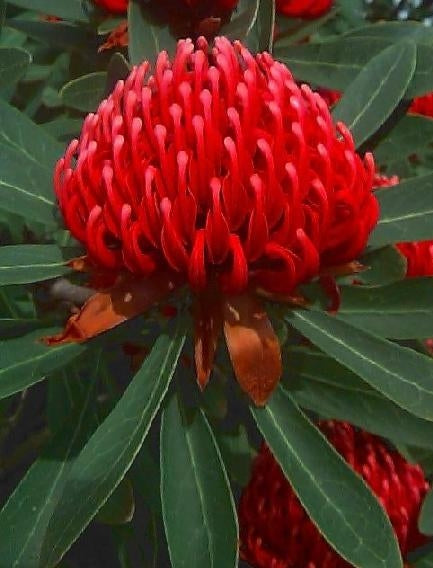Waratah – Telopea Speciosissima