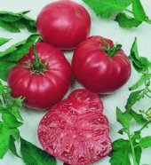 Watermelon Beefsteak - tomat
