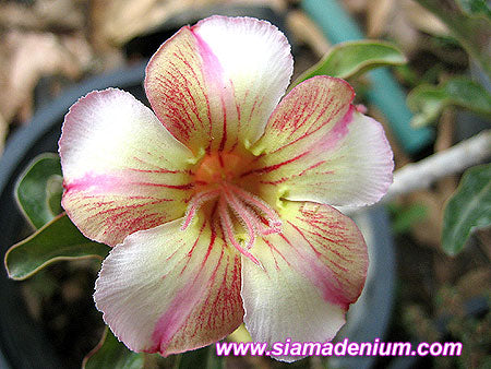 Ørkenrose - Adenium 'Wheel of Love 2'