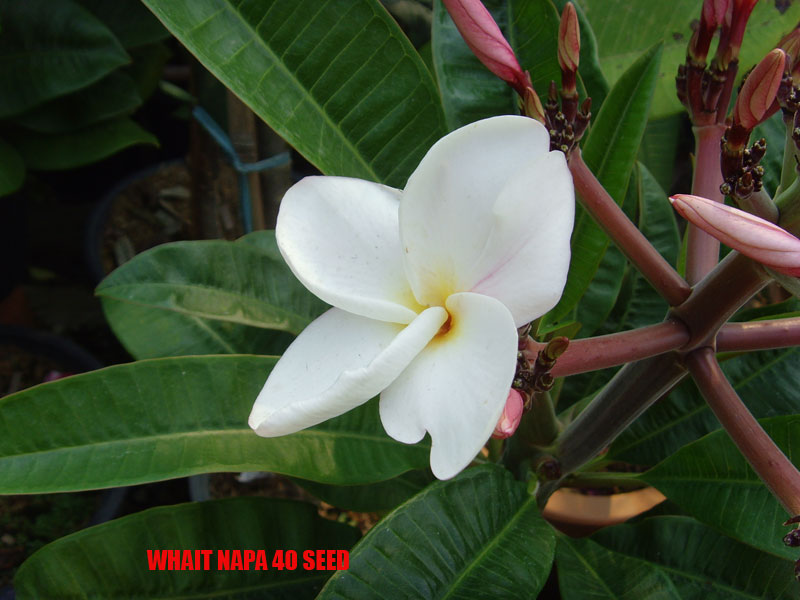 Plumeria -  White Napa