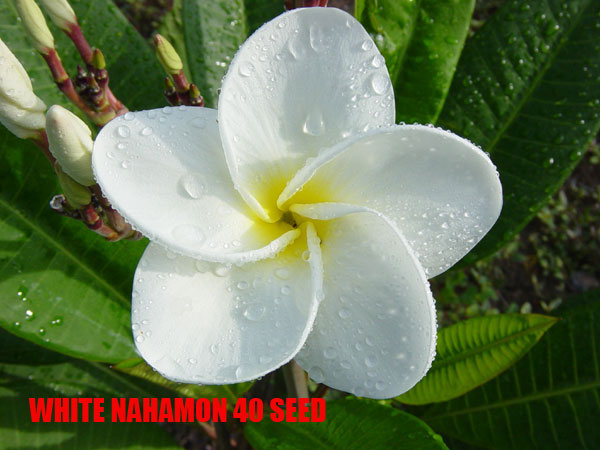 Plumeria -  White Nahamon