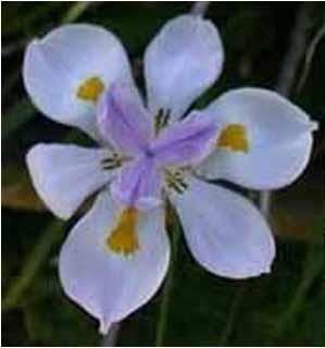 VILD IRIS – Dietes Grandiflora