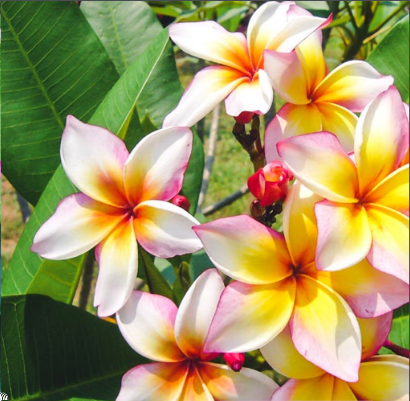 Plumeria - Xanadu - PLANTE!