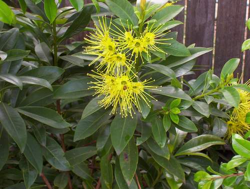Golden Penda - Xanthostemon chrysanthus