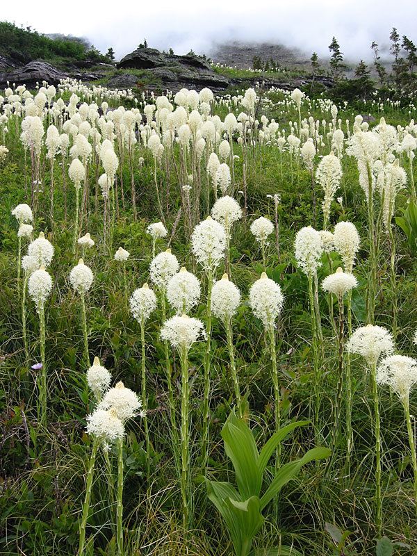 Bjørne græs - Xerophyllum tenax