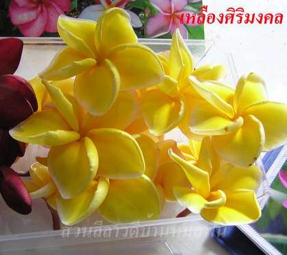 Plumeria - Yellow Monk