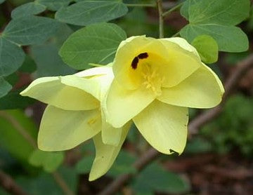 Orkide træ Gul - Bauhinia tomentosa