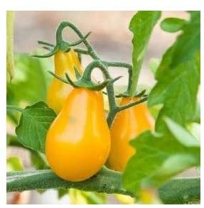 Yellow Pear - Tomat