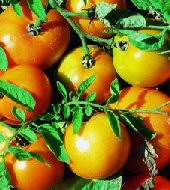 Belgian Giant Yellow - Tomat