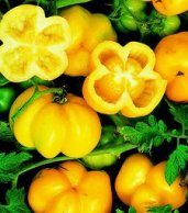Yellow Stuffer - Tomat