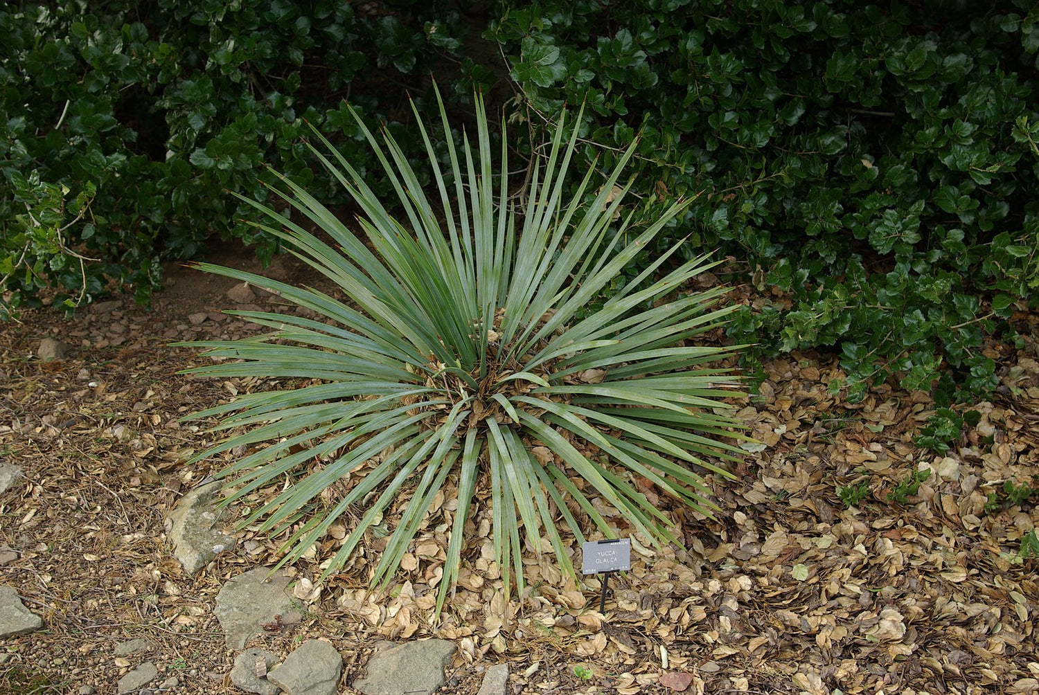 Soapweed - Yucca Glauca