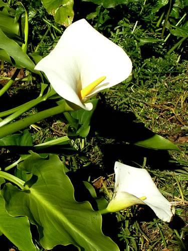 Calla/ingefær Lilje Hvid - Zantedeschia Aethiopica