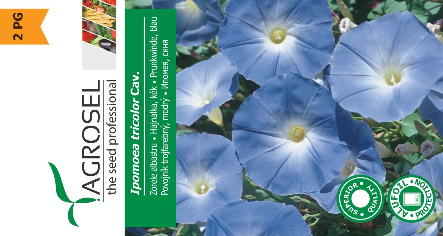 Heavenly Blue - Ipomoea Tricolor