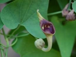 Kinesisk Pibevin - Aristolochia debilis