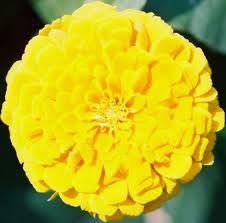 Frøkenhat - Zinniz Elegans - Canary Yellow