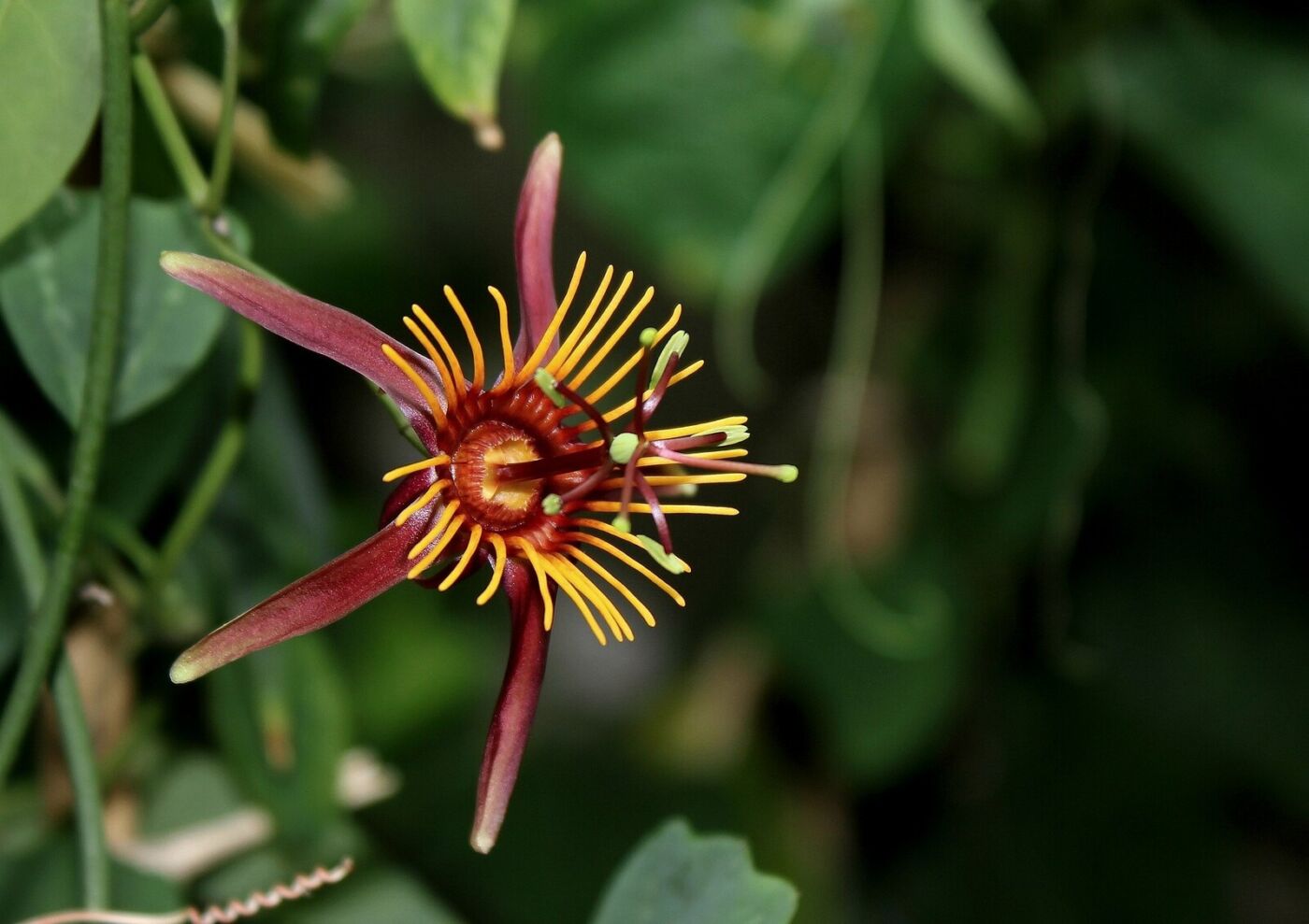 Passiflora 'Sunfire' - plante