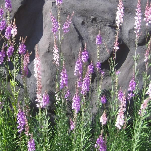 Torskemund  - Linaria purpurea