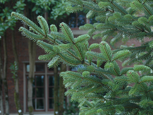 Nordmanns-Gran - Abies nordmanniana (Ambrolauri)