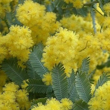 Guld-Akacie - Acacia baileyana