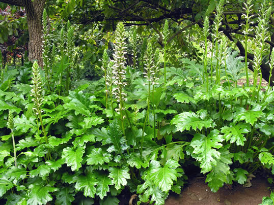 Blød Akantus - Acanthus mollis