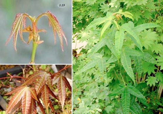 Elegant Maple - Acer elegantulum