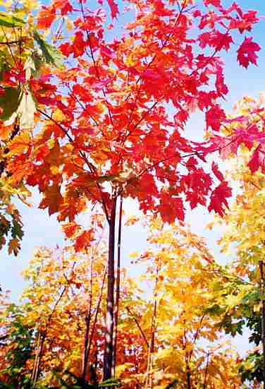 Spids-Løn - Acer platanoides
