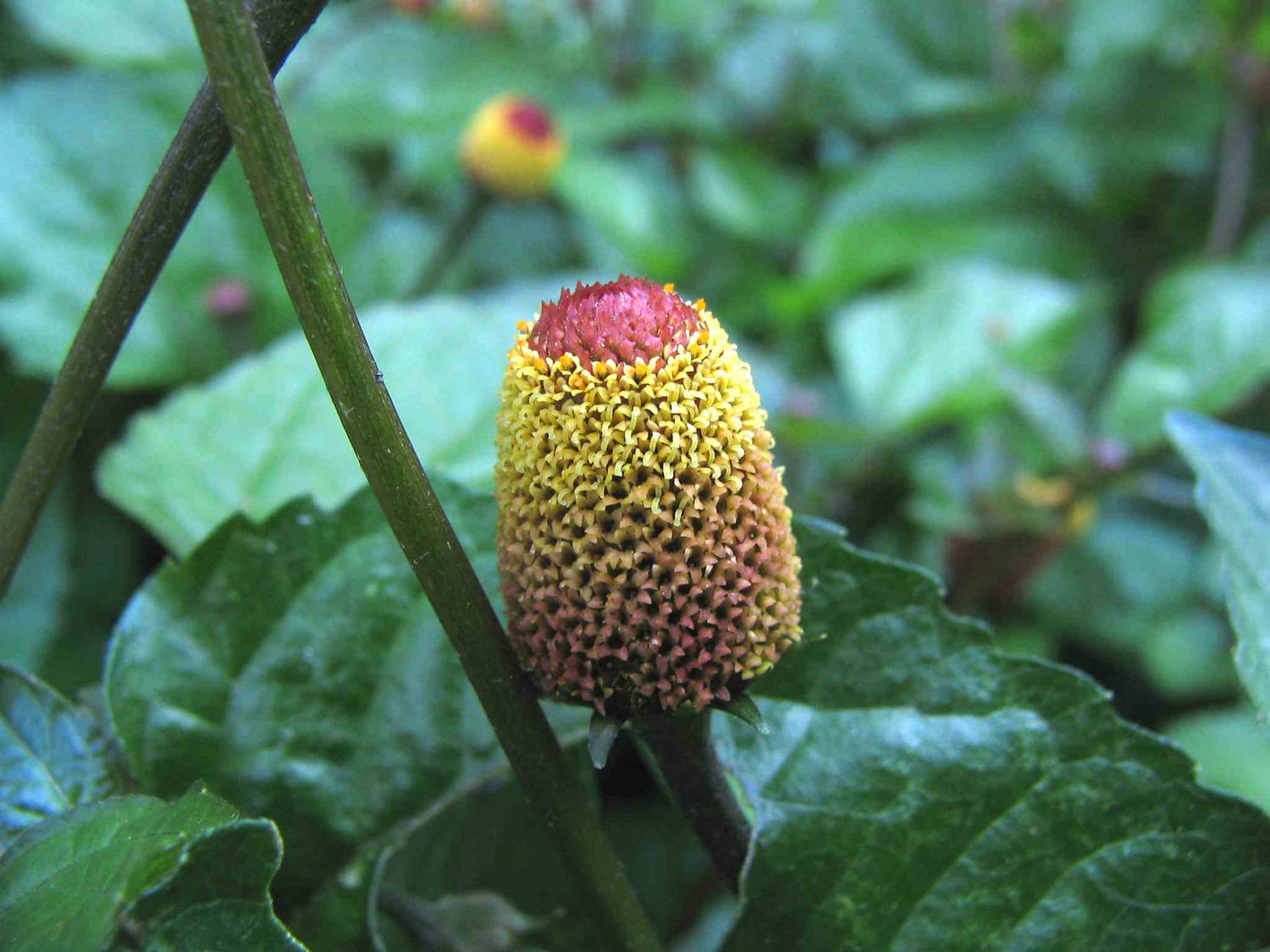 Tandpineplante - Acmella oleracea f. viridis