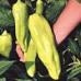 Aconcagua - C. annuum