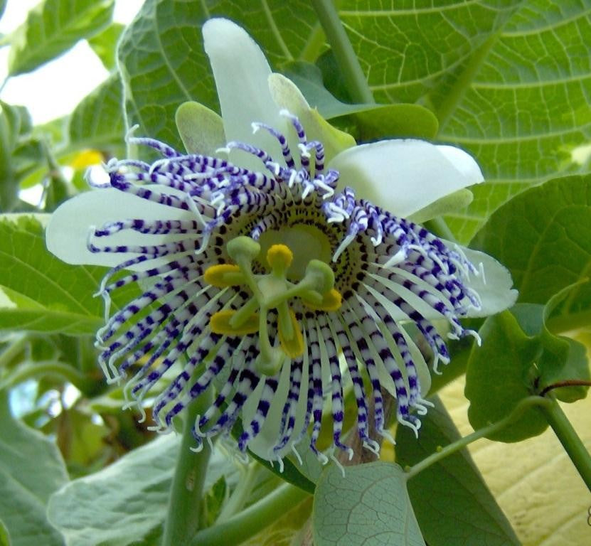 Passiflora Actinia