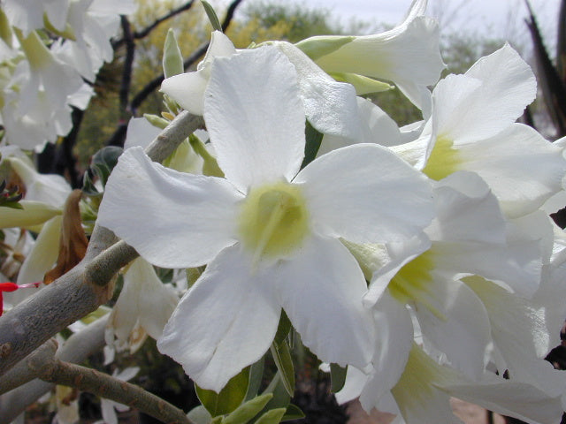 Ørkenrose - Adenium obesum - Hvid!