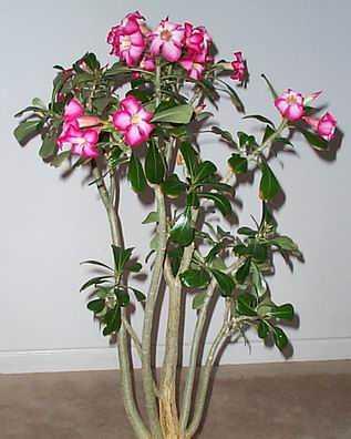 Ørkenrose - Adenium Obesum  - Rød/rosa