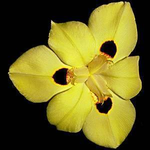 Afrikansk Iris