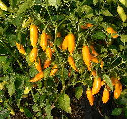 Aji Habanero - C. baccatum