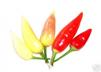 Aji Omnicolor - C. baccatuum
