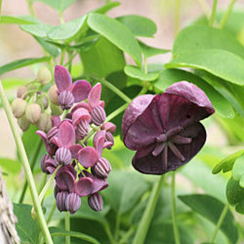 Trebladet chokoladeranke - Akebia trifoliata