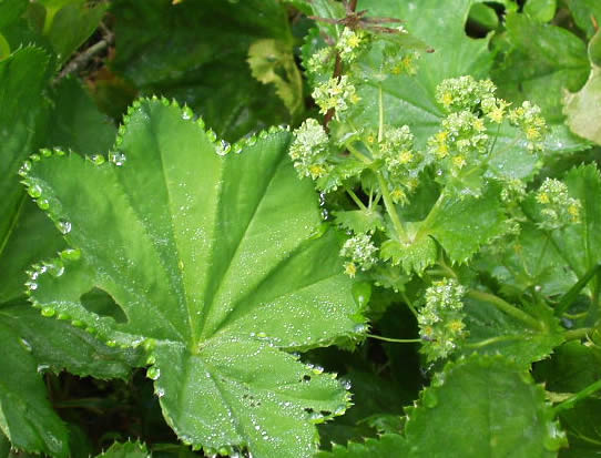Løvefod - Alchemilla mollis