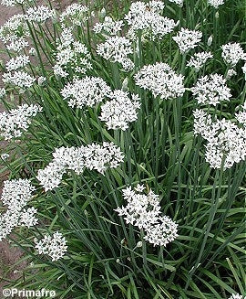 Hvidløgs- / Kina Purløg - Allium Tuberosum