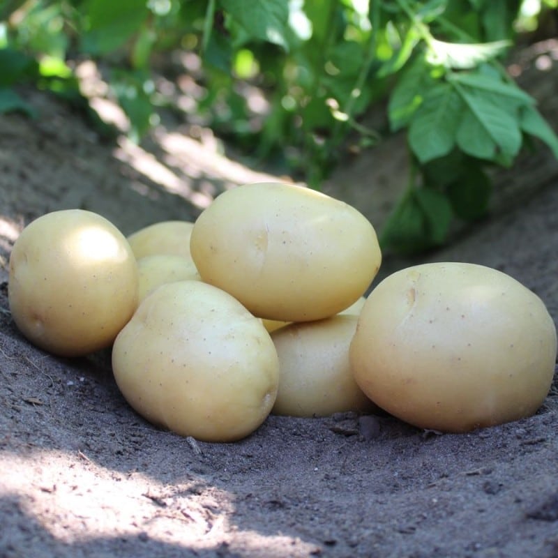 Bondens Bedste – Ally  1,5 kg – Læggekartoffel